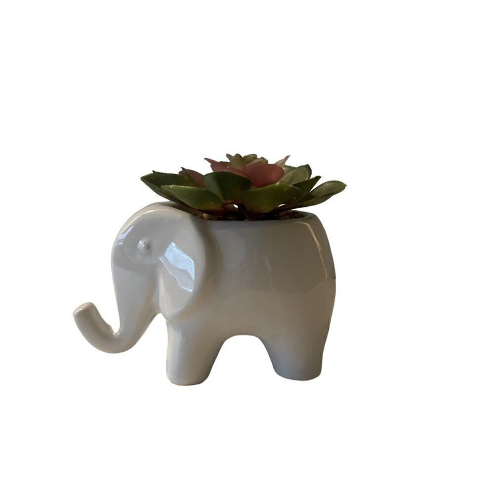 White Elephant Succulent Arrangement Home Decor